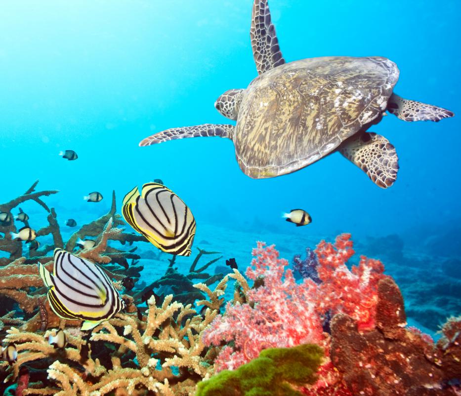 Sea turtles are a r and K spectrum species.
