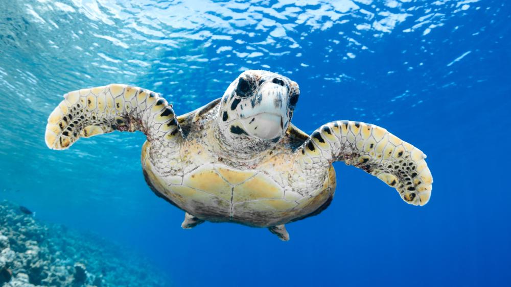 Ecology focuses on the impact of a specific group of animals or organisms.