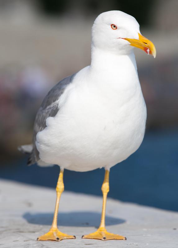 Utah is the only state that has chosen a gull for its symbol.