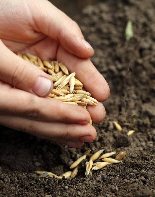 Seeds are planted in the ground, whereas seedlings are already sprouted from seed before planting.
