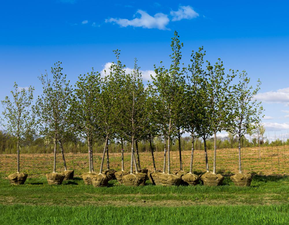Tree saplings are slender, immature trees ready for planting.