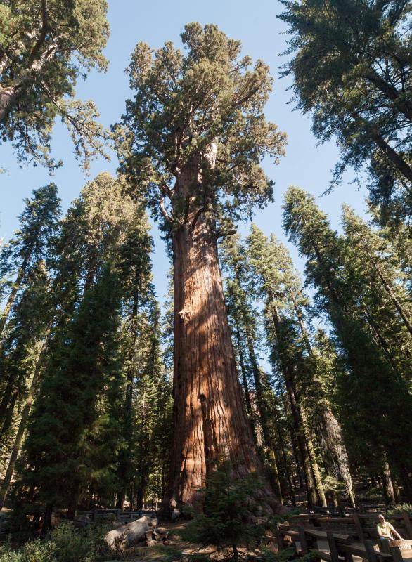 Yosemite National Park has beautiful sequoia trees.