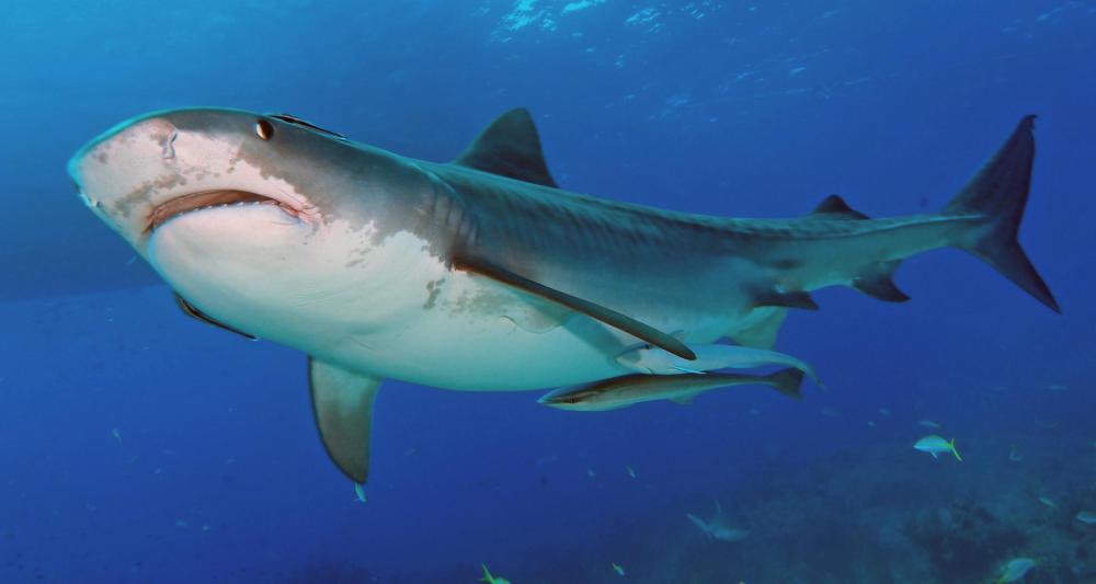 Sharks may be caught on deep sea fishing expeditions.
