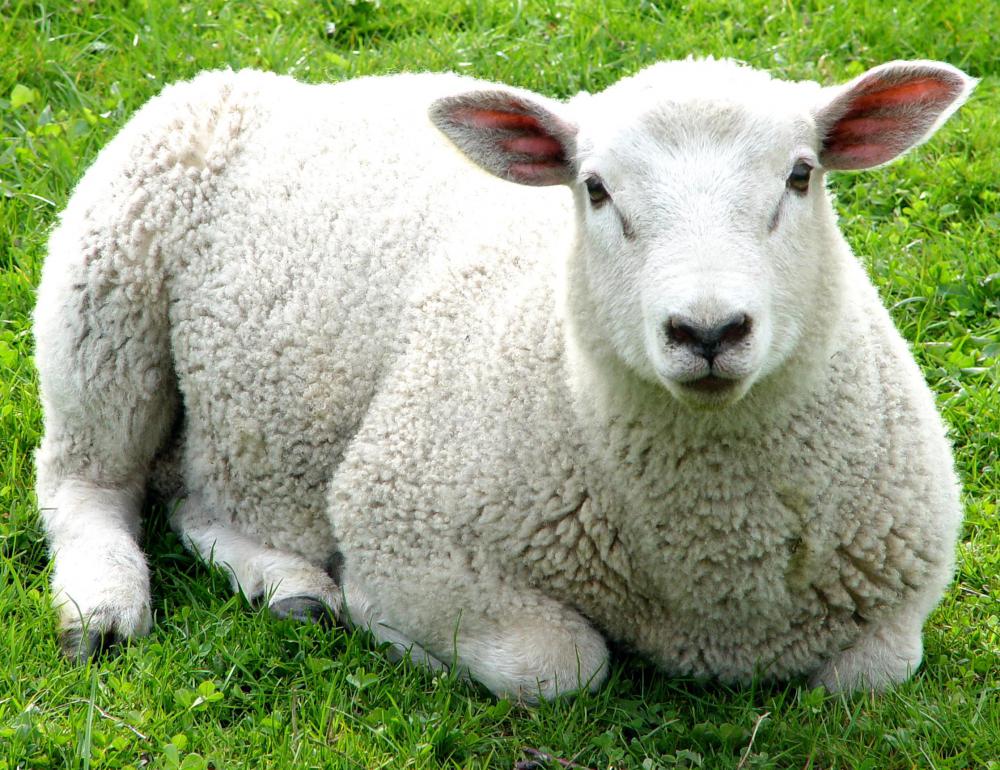 Sheep were first domesticated for their wool 10,000 years ago.