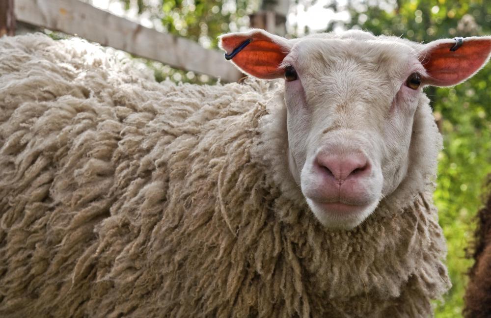 Drumheads can be made from the skin of sheep.