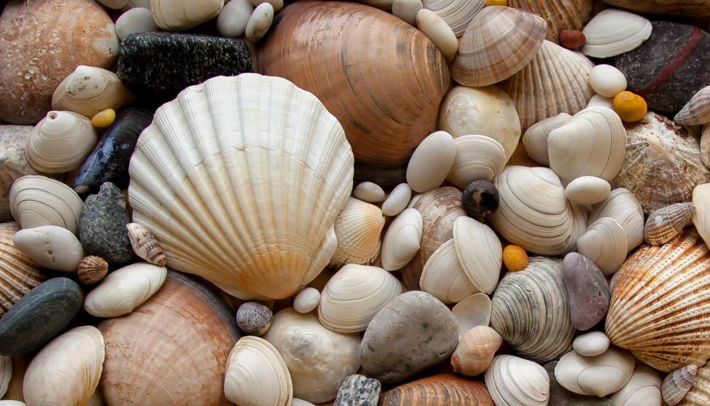 Jewelry can be made from things like seashells.