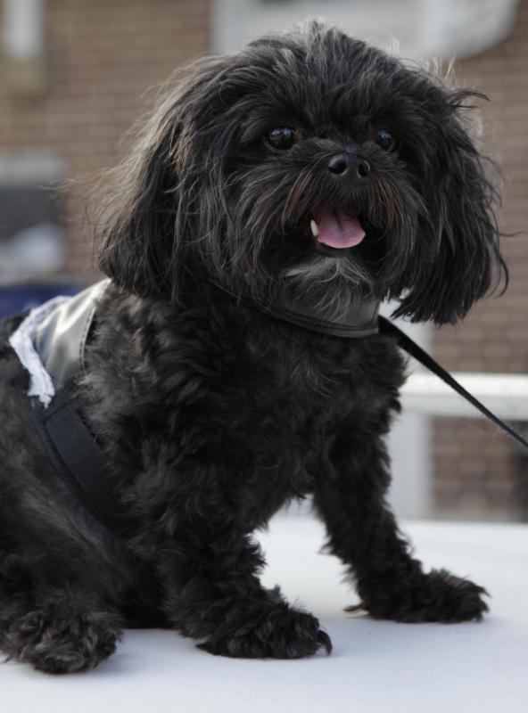 A Shih-Poo has hypoallergenic qualities.