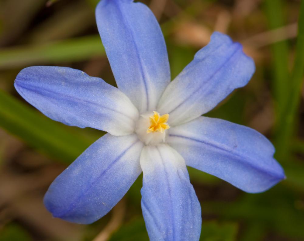 Siberian squill flowers bloom in the spring.