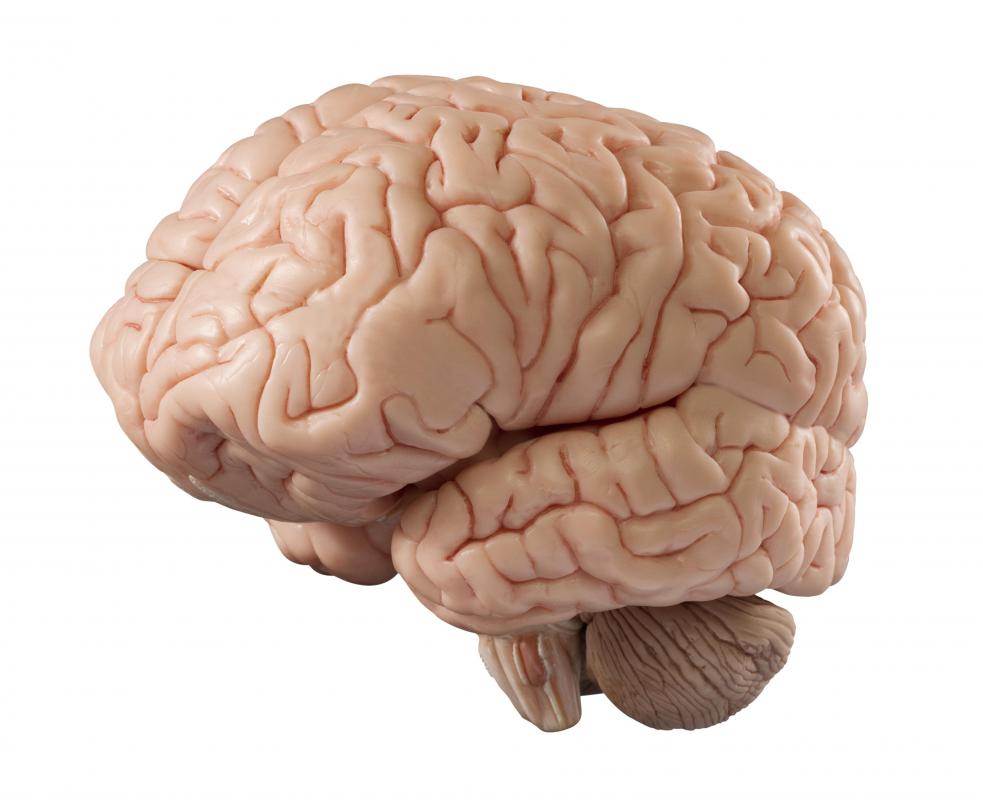 The brain is unable to retain its own oxygen.
