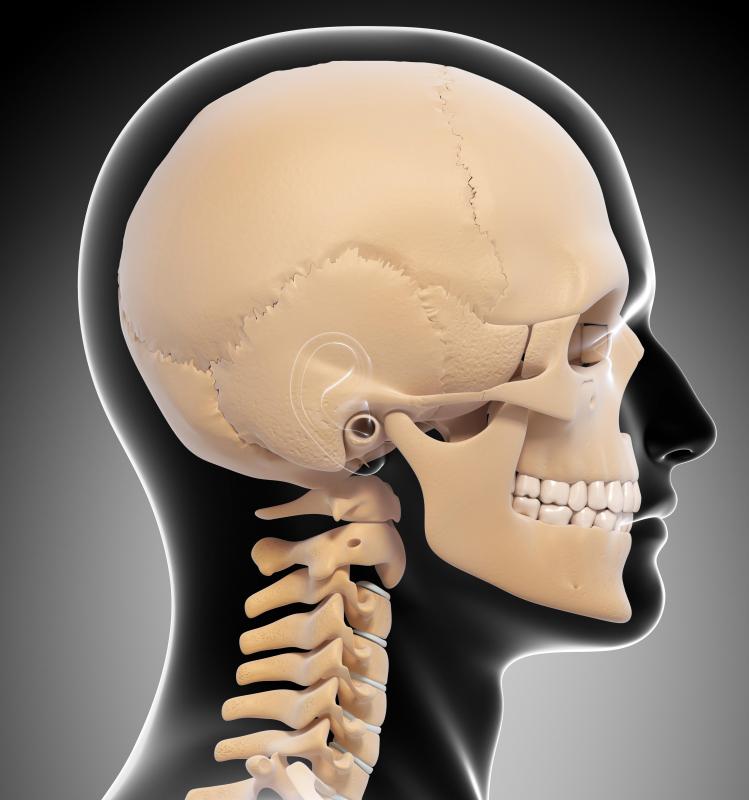 The gradual fusing of the skull may be used to judge a person's age.