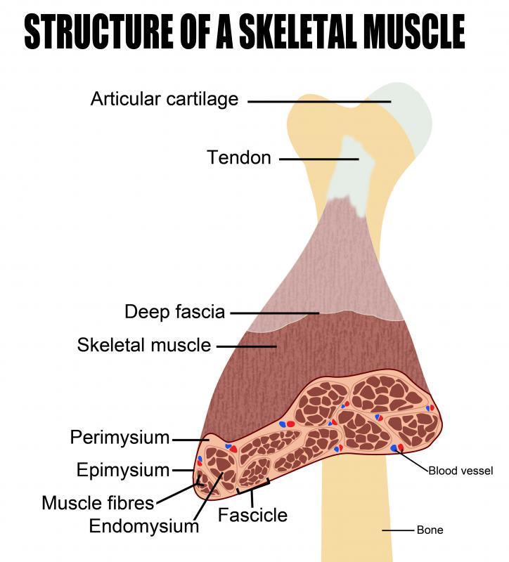 The endomysium is a thin, delicate layer of connective tissue that surrounds the individual muscle fibers within the human body.