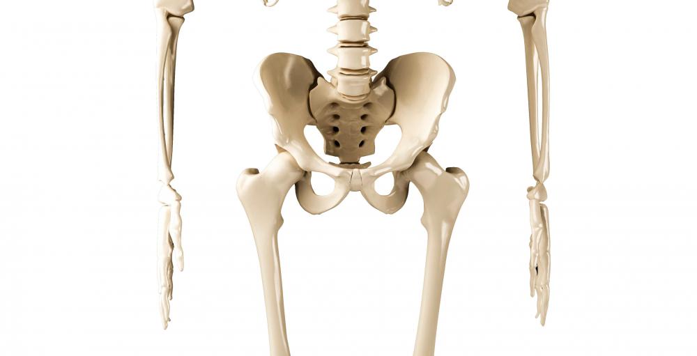 The female pelvis is typically wider than the male pelvis.