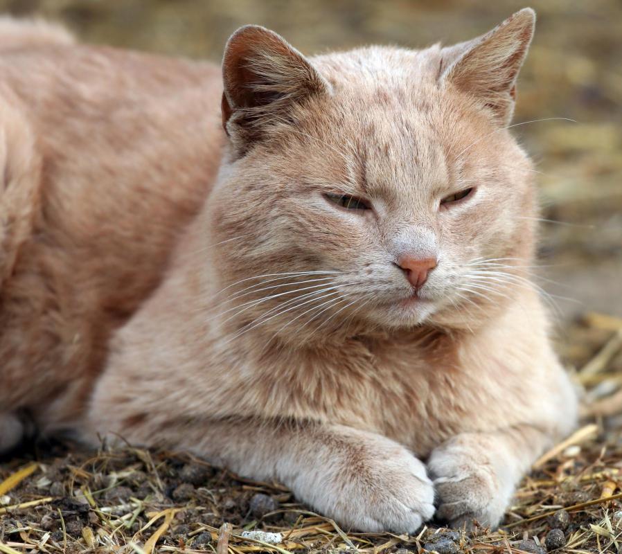 The short periods of sleep that cats engage in led to the development of the cat nap idiom.