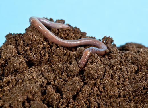 Earthworms are considered to be part of the mesofauna group.