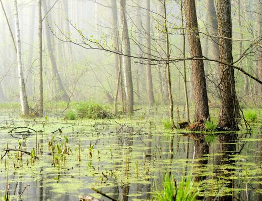 Early tetrapods used their limbs to navigate through swampland.