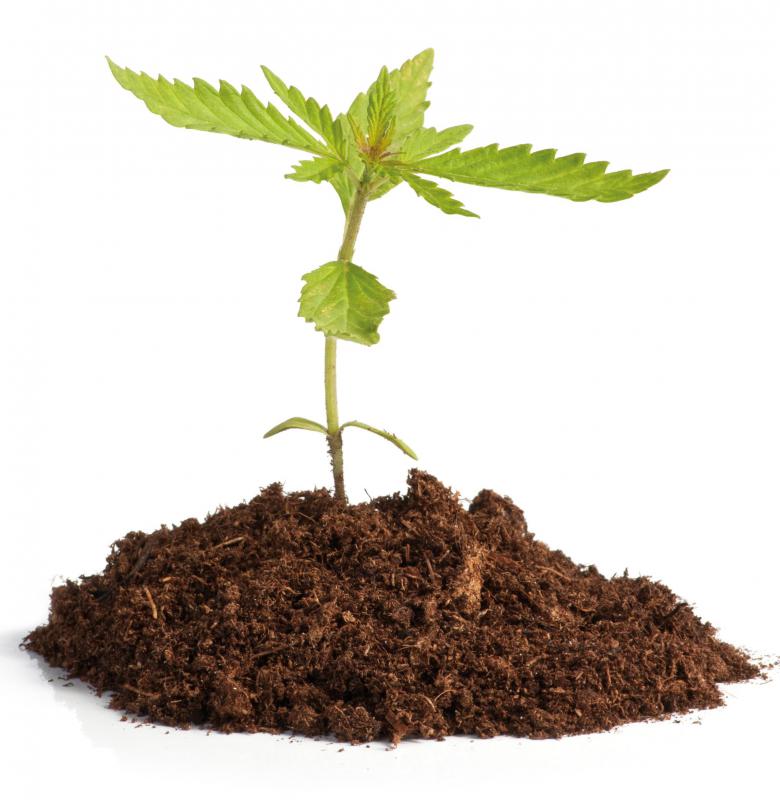 The DEA monitors the growth, sale, and use of marijuana.