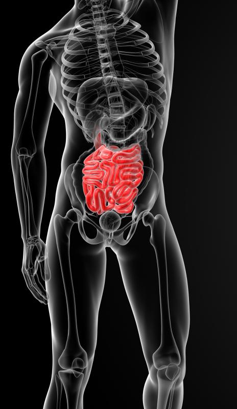 Human enzymes are able to work only in the small intestine.