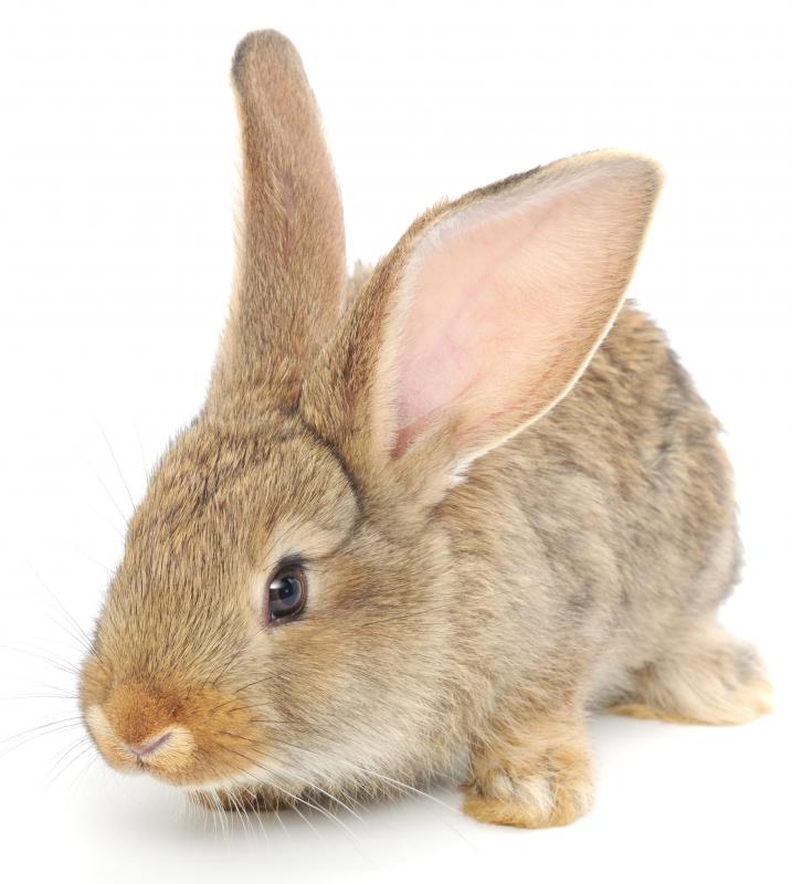 Rabbits may be used to create fur coats.