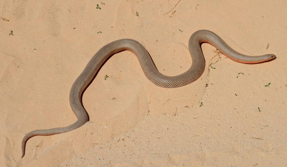 The kallikrein enzyme can be found in the venom of certain snakes.