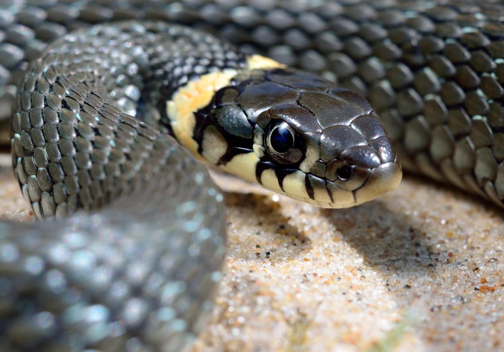 Defensive toxins released by certain animals can be considered xenobiotics to their predators.