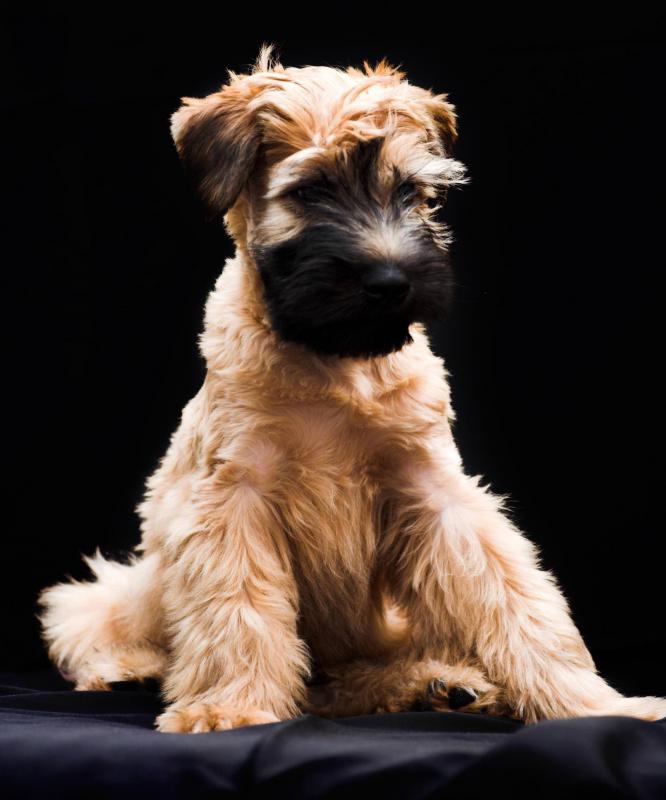 A Soft-Coated Wheaten Terrier may make a suitable companion for individuals with allergies.