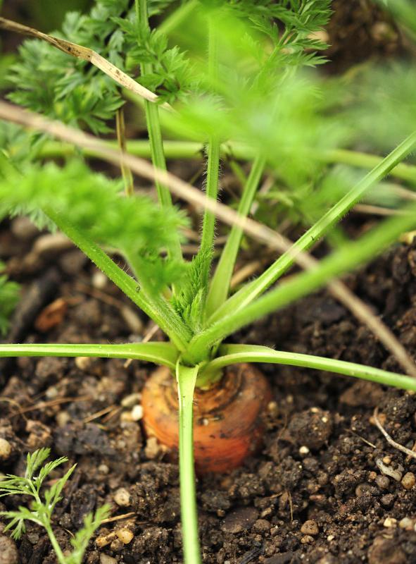 Carrots contain high amounts of carotene.