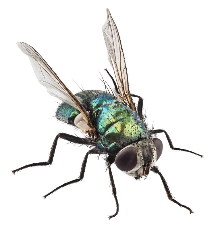 Maggots are larvae that develop into flies.