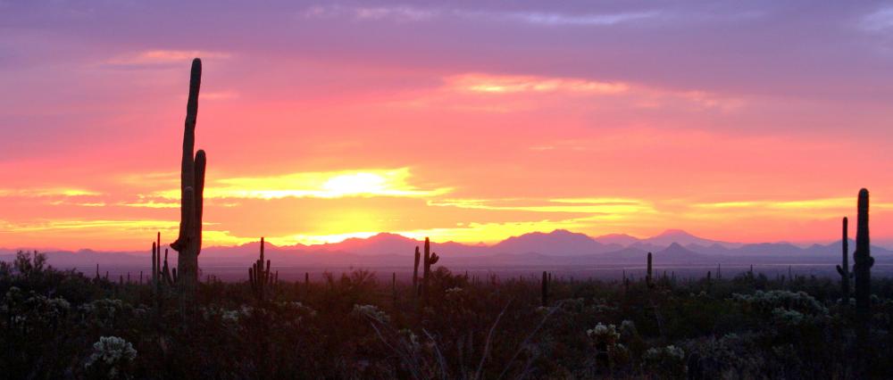 The Sonora Desert houses betalains.