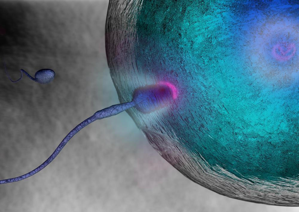 The formation of an embryo starts at fertilization.