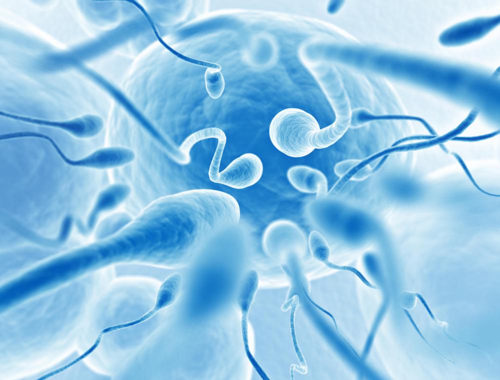 Adenosine triphosphate enables the motility of sperm.