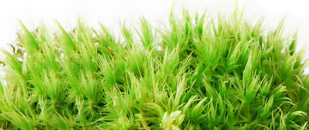 ”Peat moss” is actually the decomposed, dead remains of sphagnum moss.