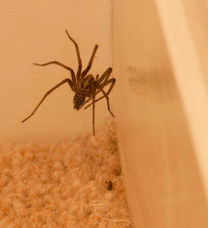 Spider bites can result in a rash.