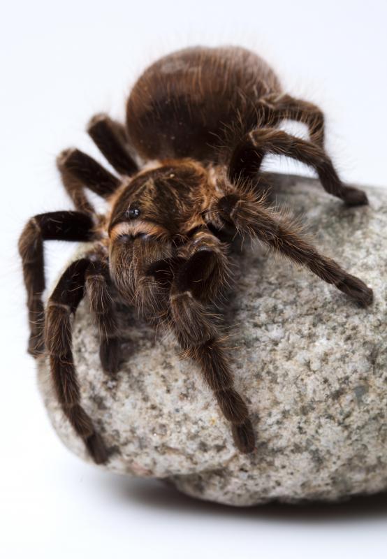 In Italian, "tarantula" can also be spelled "tarantella."