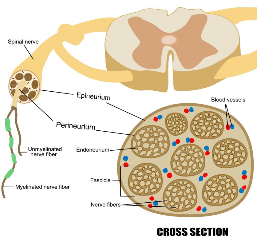 A nerve plexus links spinal nerves with specific areas of the body.