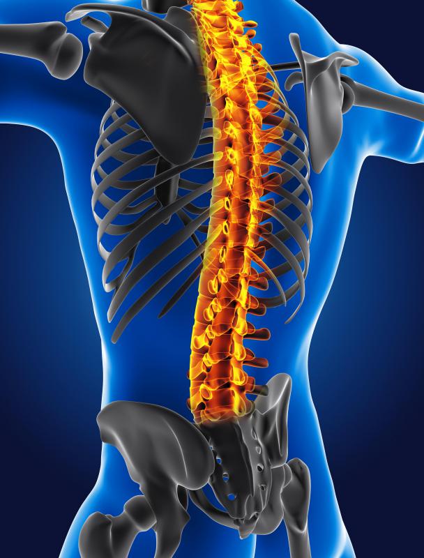 The peripheral nervous system carries messages from the brain and spinal cord to other parts of the body.