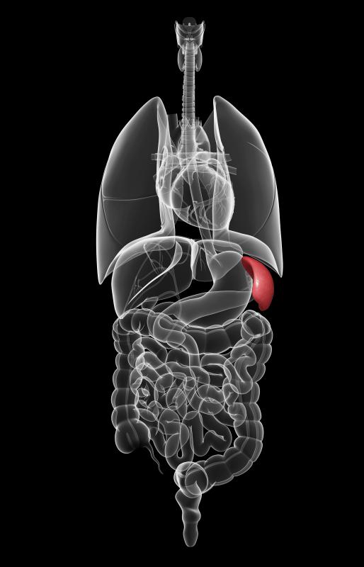 A swollen spleen can go unnoticed unless other related symptoms develop.