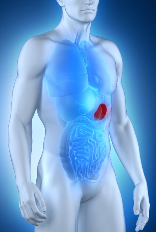 Kehr's sign may be associated with a ruptured spleen.