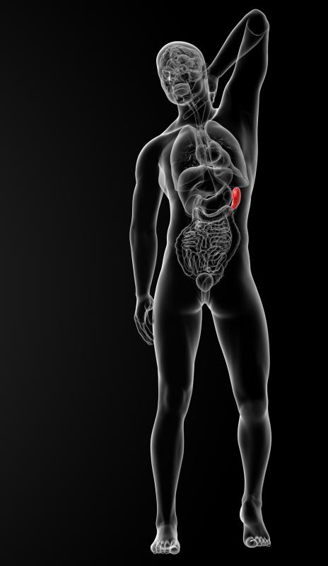 The spleen is an accessory organ to digestion and is positioned in the abdominopelvic cavity.