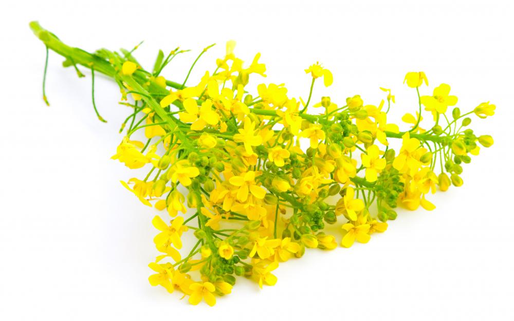 Sprig of rapeseed, which is used to make biodiesel.