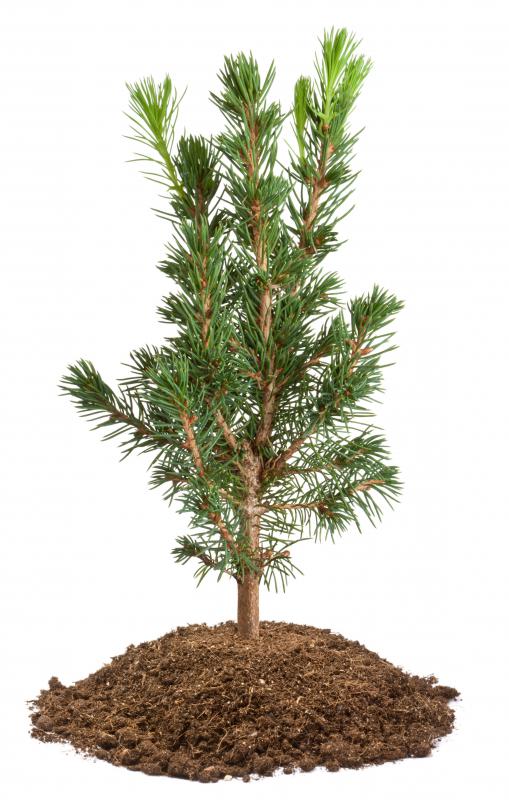 A tree sapling can range in height from 2 to 10 feet.