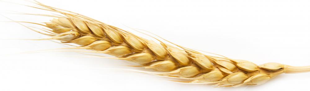 Barley, a type of cereal grain.