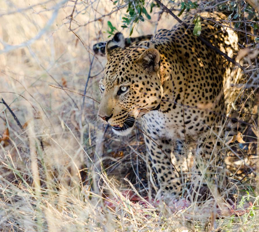 Predators that feed on animals that are lower in the food chain may experience biological magnification as they absorb substances from the consumed animal in addition to those absorbed from the environment.