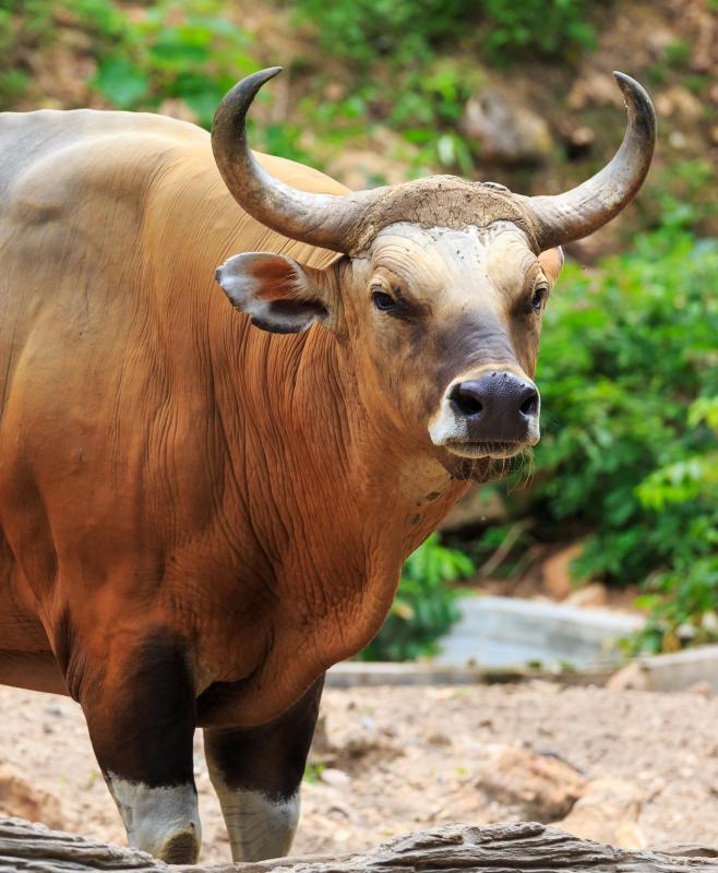 Eastern cultures have used ox bile to treat constipation and prevent gallstones and cirrhosis of the liver for centuries.