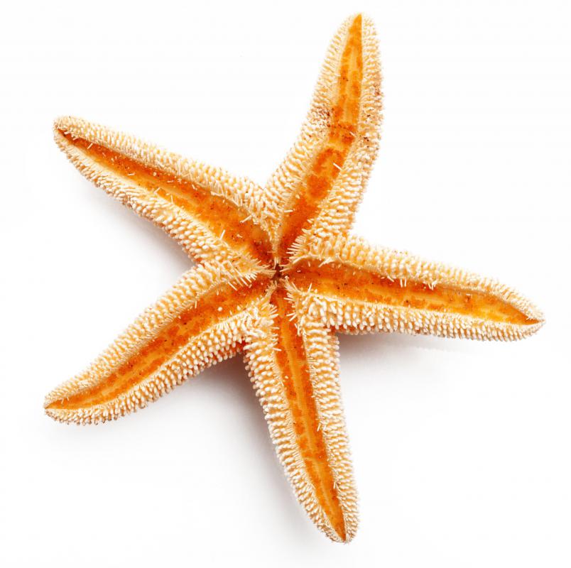 Starfish call the sea floor home.