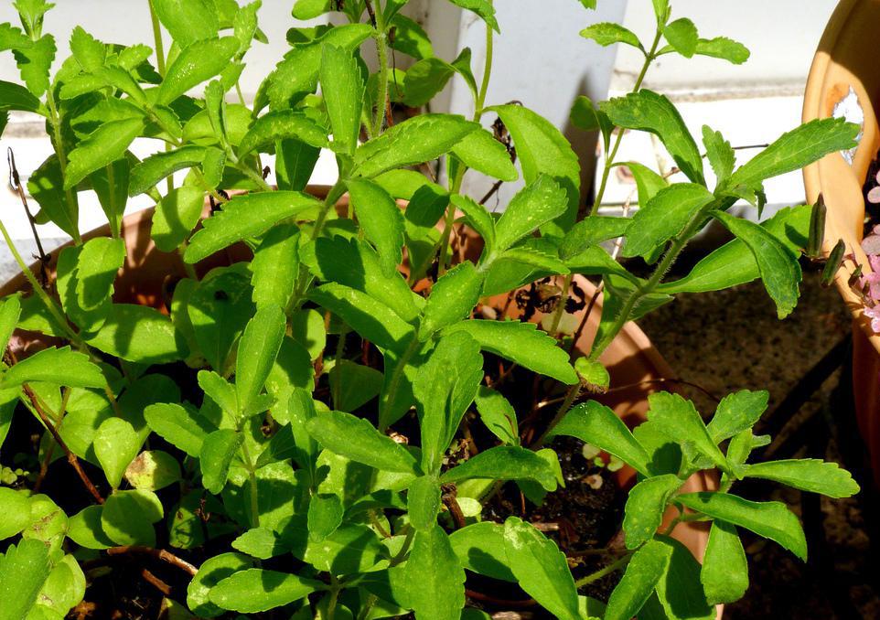 Rebiana is an extract of the stevia plant.