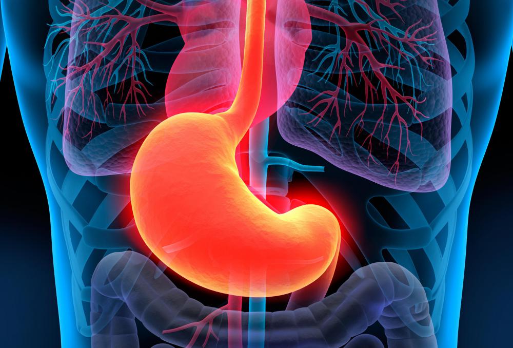Many layers of gastric tissue comprise the stomach.