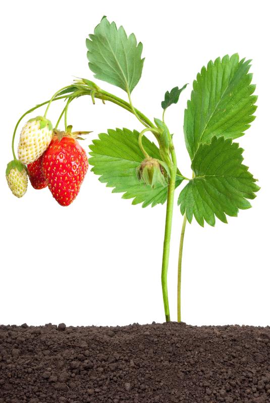 Strawberries have stolens, which are new roots that sprout beneath the surface of the ground.