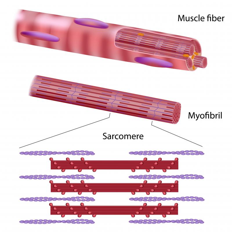 Myofirbrils are cytoskeletal tubes that run the length of striated muscle fibers.