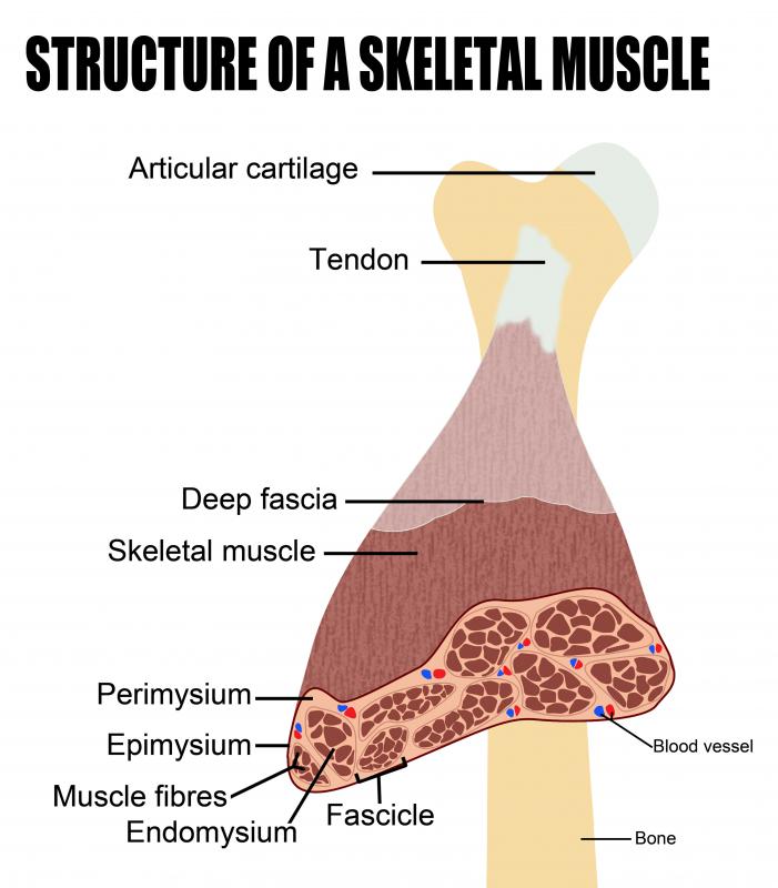 Skeletal muscles, a type of striated muscle, are voluntary muscles that allow for the movement of bones and joints.