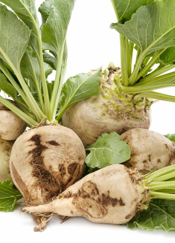The by-product pulp from sugar beets can be used to make paper.